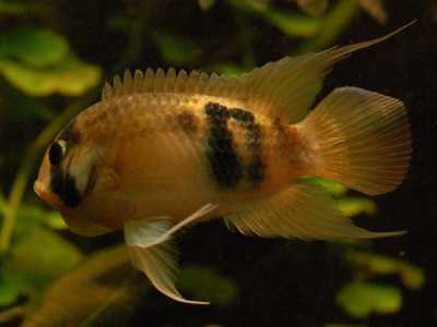 AEQUIDENS MARONII
